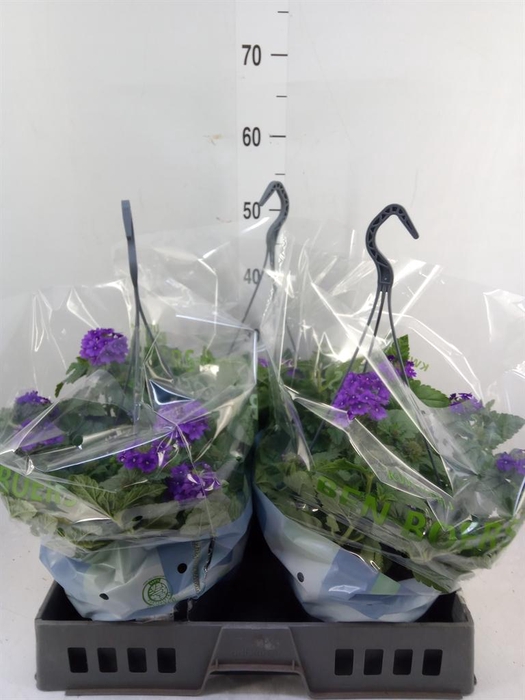 <h4>Verbena   ...</h4>