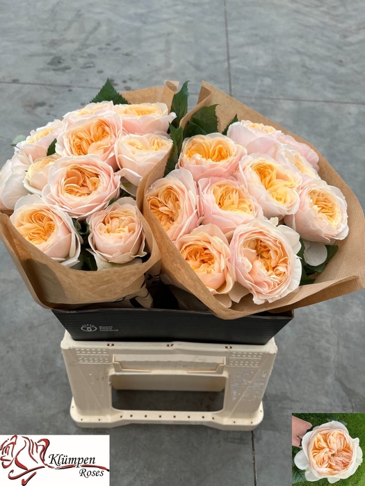 <h4>R Gr Freya Gardens Kluempen</h4>