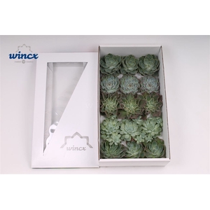 Echeveria Aqua Mix (wincx) Cutfl (5 Spcs) Wincx-10