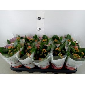 Kalanchoe blos. 'RosDon Justino'