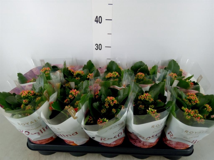 <h4>Kalanchoe blos. 'RosDon Justino'</h4>