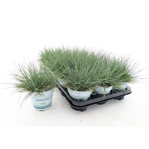 FEST GL COMPACT BLUE