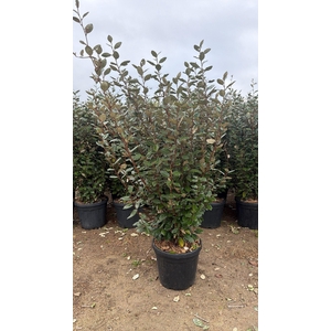 ELAE EBBINGEI