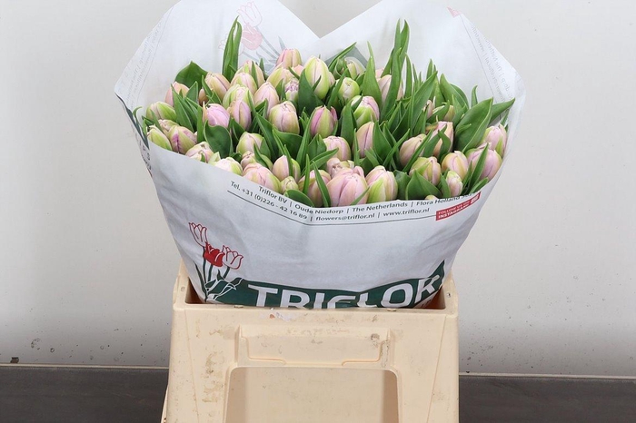 <h4>Tu Du Katinka</h4>