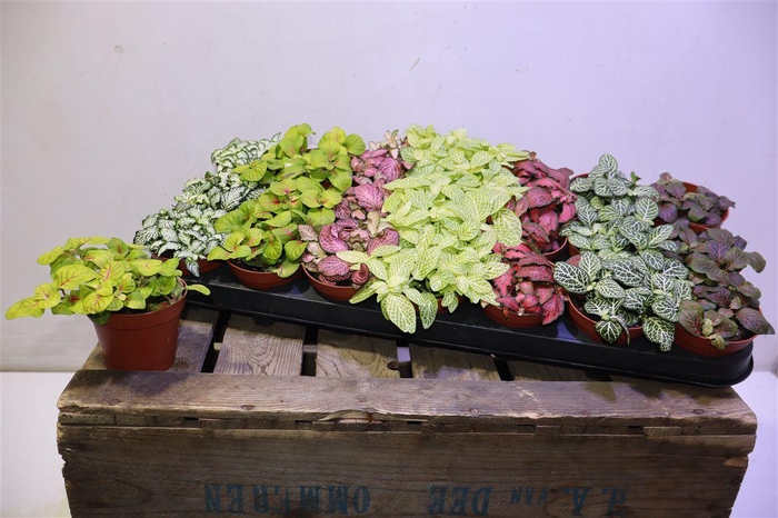 <h4>arr8 Fitt Gem 7 Kl</h4>