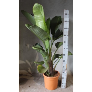 STRELITZIA REGINAE