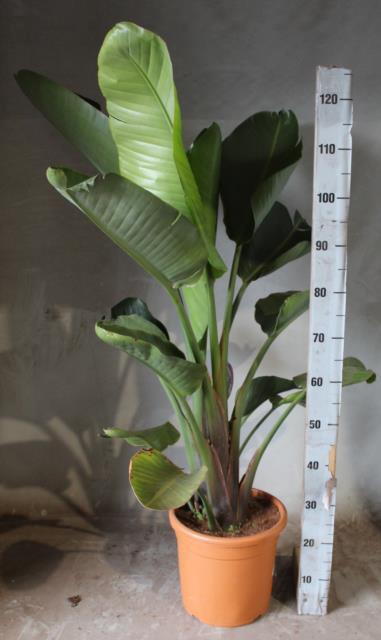 STRELITZIA REGINAE