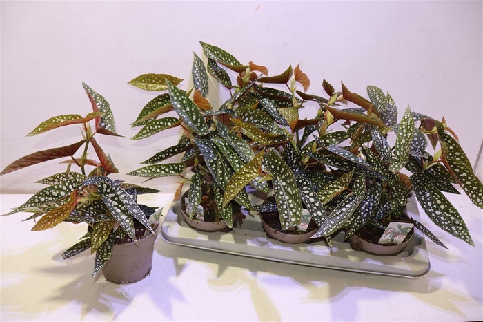 <h4>arr8 Beg Ma Wightii</h4>