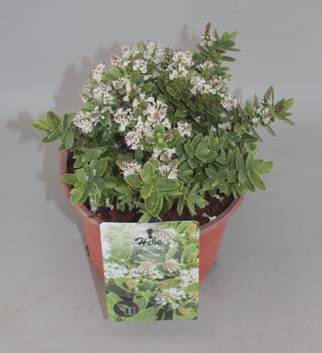 <h4>Hebe Albicans C2</h4>