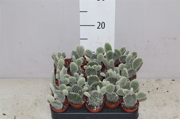 <h4>Opuntia Microdasys Grey</h4>