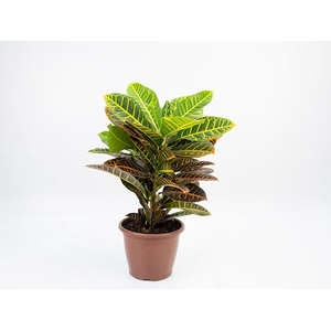 CROTON HIBRIDO PETRA P24