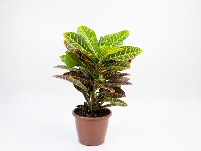 <h4>CROTON HIBRIDO PETRA P24</h4>