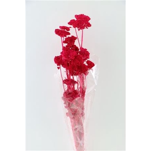 PRES ACHILLEA PARKER FUCHSIA 100 GR