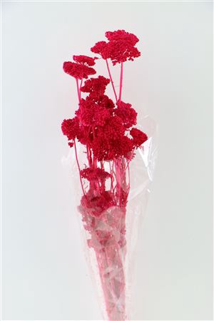 <h4>PRES ACHILLEA PARKER FUCHSIA 100 GR</h4>