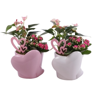 Mothersday Arr. Indoor Ceramic Heart Pot Pink/White Ø16cm 2PP