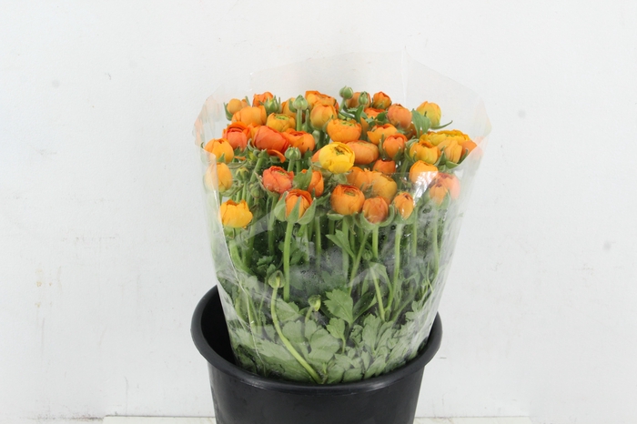 <h4>RAN ELEGANCE ORANGE</h4>