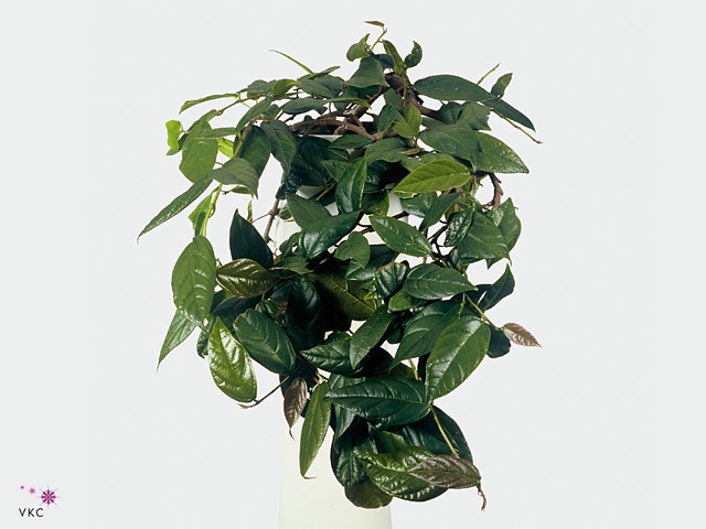 FICUS SAGITTATA