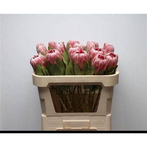 PROTEA CARNIVAL
