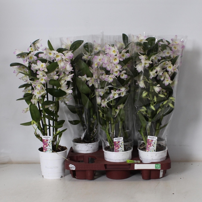 <h4>DENDR N S DR KUMIKO</h4>