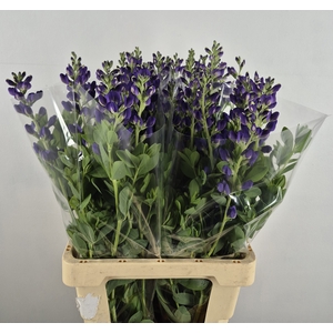 BAPTISIA AUSTRALIS