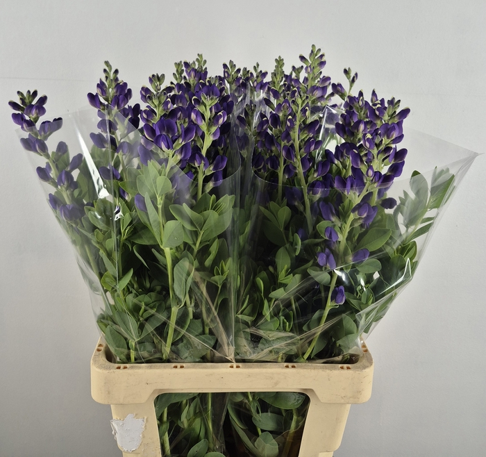 BAPTISIA AUSTRALIS