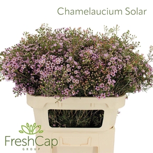 Chamelaucium Solar