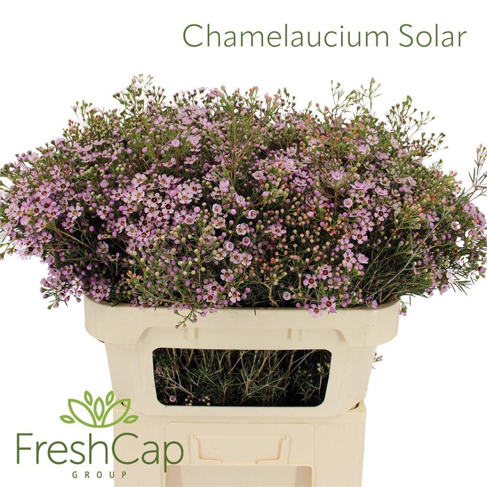 <h4>Chamelaucium Solar</h4>