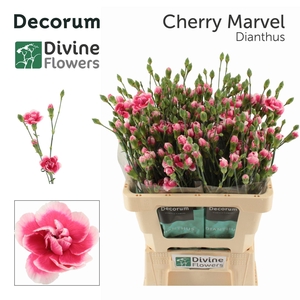 Dianthus TR 'Cherry Marvel'