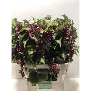 Leycester F Purple R 80cm