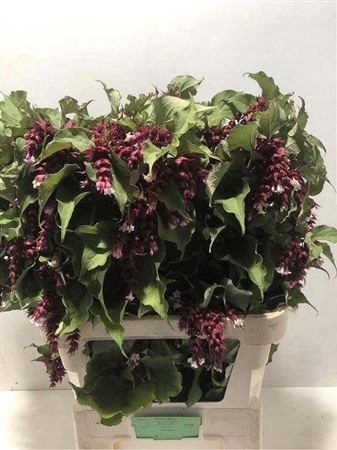 <h4>Leycester F Purple R 80cm</h4>
