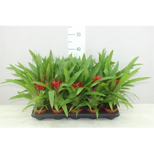 Guzmania Blitz