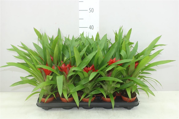 <h4>Guzmania Blitz</h4>