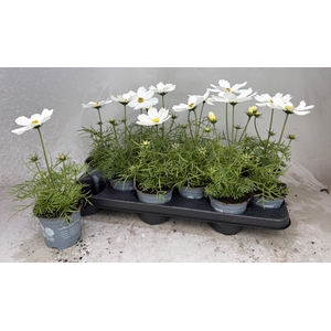 COSM BIP CASA WHITE