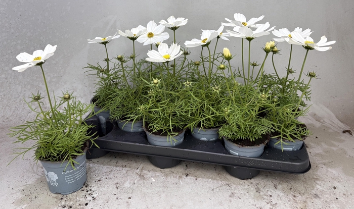 <h4>COSM BIP CASA WHITE</h4>