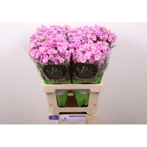 PHLOX P PINK EYES
