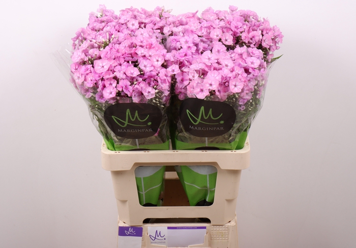 <h4>PHLOX P PINK EYES</h4>