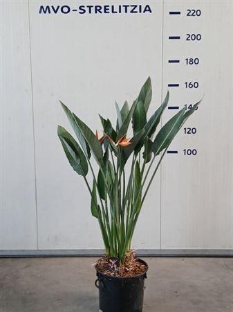 <h4>** Strelitzia Regin Bl 2+ * Autumn Promo *</h4>