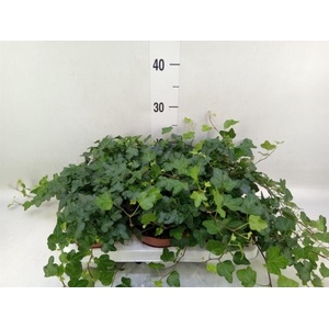 Hedera helix 'Wonder'
