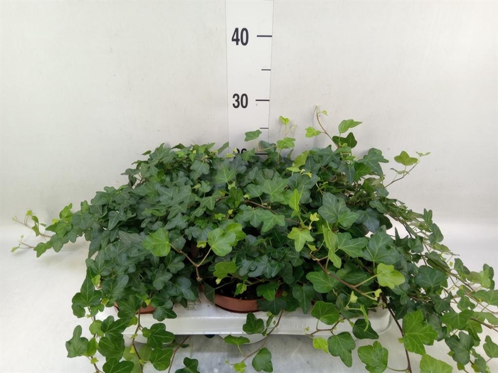 <h4>Hedera helix 'Wonder'</h4>