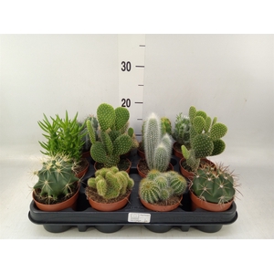 Cactus   ...mix