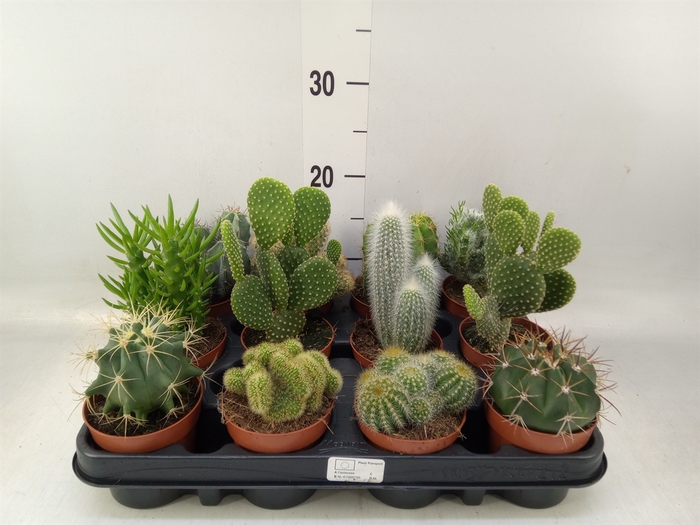 <h4>Cactus   ...mix</h4>