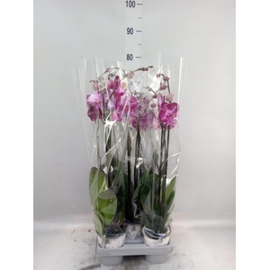 Phalaenopsis   ...mix