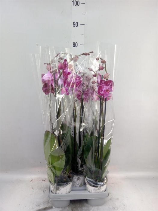<h4>Phalaenopsis   ...mix</h4>