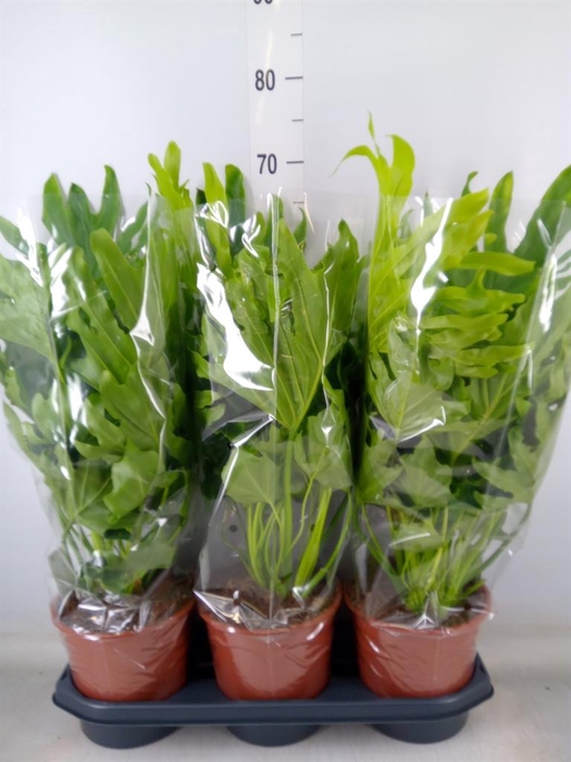 <h4>Philodendron ...</h4>