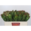 Leucadendron Laurel Yellow