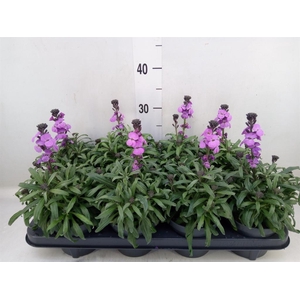 Erysimum linifolium 'Bowles Mauve'