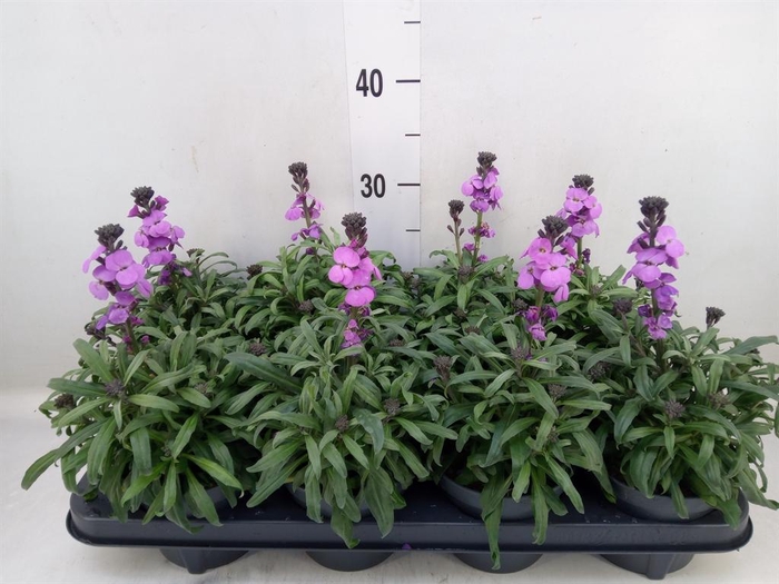 <h4>Erysimum linifolium 'Bowles Mauve'</h4>
