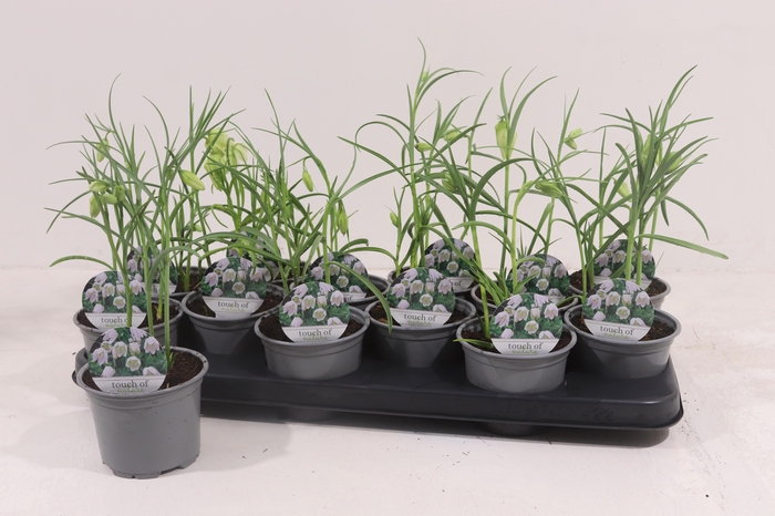 <h4>FRIT ME ALBA</h4>