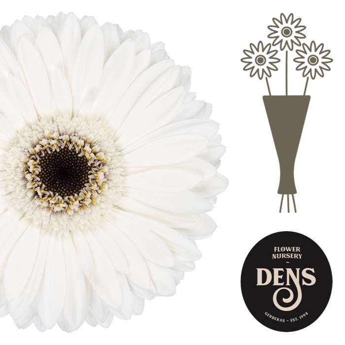 <h4>Germini Lido Water</h4>