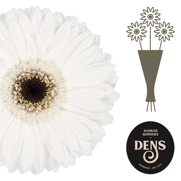 <h4>Germini Lido Water</h4>